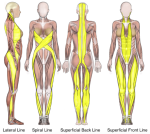 La recherche scientifique rapproche shiatsu et anatomie moderne