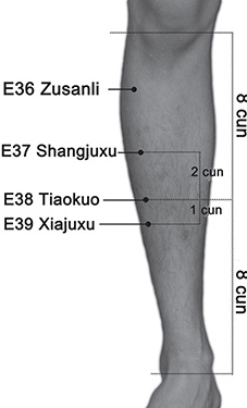 Modifications de l’électrogastrogramme (*) induites par une stimulation shiatsu de la jambe Étude du Japan Shiatsu College